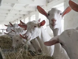Почти 200 проектов в сфере сельского хозяйства планируют реализовать инвесторы в Нижегородской области в ближайшие годы